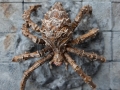 cavespider3