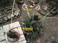 scbarep19