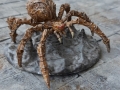 cavespider2