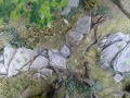 cwoods8