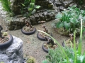 simians5