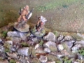 difgrou9