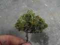 tree1
