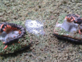centipede