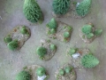 wald6